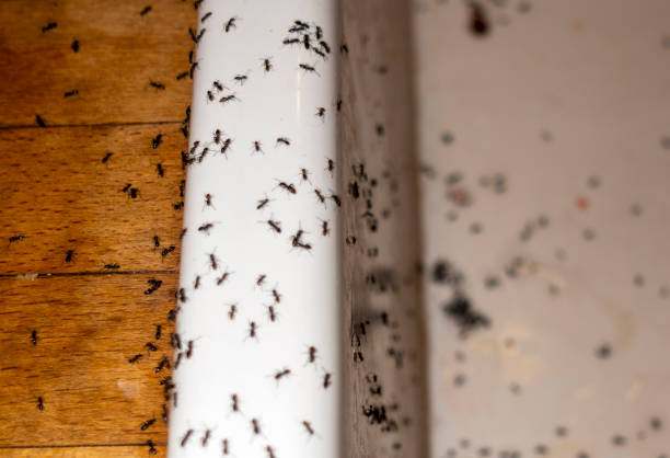 Best Wasp Removal Services  in Los Luceros, NM