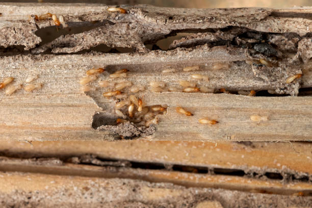 Best Rat Extermination Near Me  in Los Luceros, NM