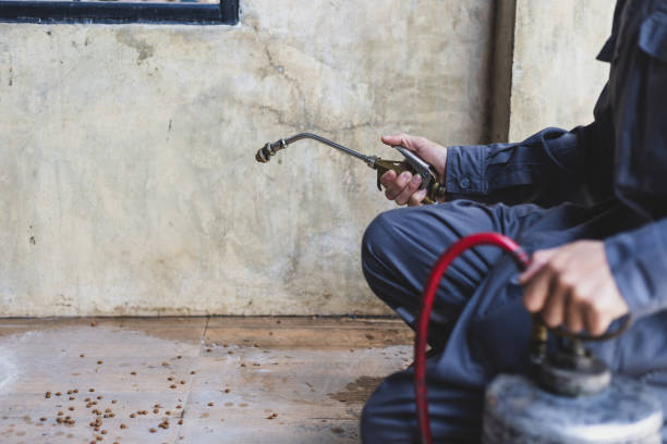 Wasp Removal Services in Los Luceros, NM